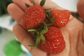 家长点奶茶庆祝，学生送伙伴草莓……长沙小神兽返校，趣事一箩筐图片