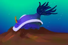 深海萌物：关于海兔，你知道多少？图片