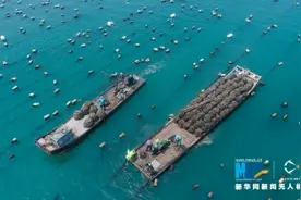 漳州诏安：晴日赶海收牡蛎「组图」图片