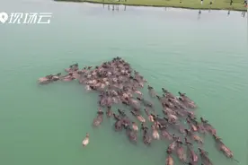 嘉陵江上再现“百牛渡江”奇观