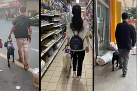 训练一只导盲犬需25万供盲人免费使用，基地：每天愁钱视频封面