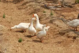 趣新闻｜田野里，大白鹅产蛋过程超乎你想像图片