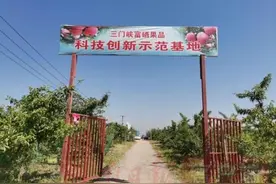 “富硒”樱桃甜“五一”采摘乐图片