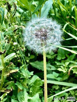 蒲公英的花语（钂插叕鑻卞緢甯歌锛屼絾鏄綘鐭ラ亾瀹冪殑鑺辫鍚楋紵）