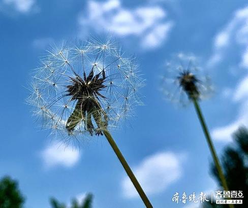钂插叕鑻卞緢甯歌锛屼絾鏄綘鐭ラ亾瀹冪殑鑺辫鍚楋紵