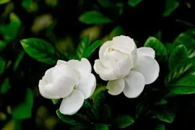 海上花语㊾|栀子花：素淡清雅，芳香四溢图片