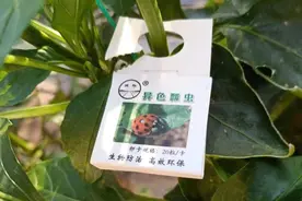 立夏气温攀升 田间地头虫子到了活跃期图片