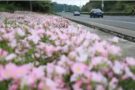 “五一”63万游客畅玩舟山│今天起普陀山航线航班有调整图片