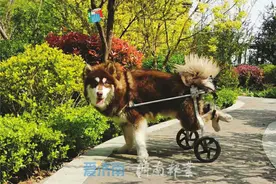 瘫痪阿拉斯加犬“重生”变身附近小“网红”图片
