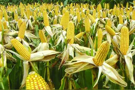 【芦山地方志-特色美食】李腾鹏‖难以忘怀的火烧玉米馍图片