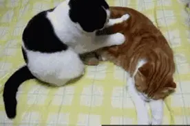 极致享受！猫咪技师“按摩”的真相是想妈妈了？| 萌宠物语图片