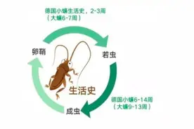 “小强”已出没，这些方法可以消灭它们图片