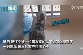 当你的猫得罪了一只记仇的鸟！家里的窗户可遭了殃，主人哭笑不得图片