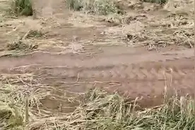 河北大名“麦田被推平”续：村民期望再实地调查测量被推麦地图片