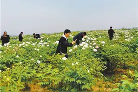 河北邯郸峰峰矿区发展鲜花经济图片