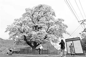 罕见古流苏树迎来“美白”花期图片