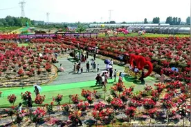 图｜庐江汤池镇800亩“天鸣花海”迎客来图片