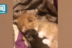 可爱！小奶猫紧紧抱着怀里的小兔子不撒手，只有吃饭的时候才分开图片