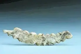 中国农桑文明，源自一只牙雕蚕图片