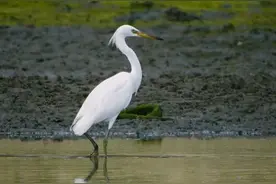 湛江首次影像记录到黄嘴白鹭 是保护级别最高的白色鹭鸟图片