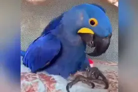 一只鹦鹉卖25万元！温州警方破获一起“鹦鹉大案”，救了400余只国家级保护动物图片