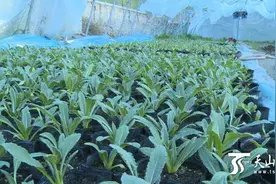 新疆巩留县1万多株人工种植雪莲育苗成功图片