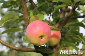 粗粮≠膳食纤维——专家提醒糖友优选膳食纤维图片