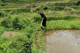 苏仙脱贫故事丨汗水浇开“金银”花图片