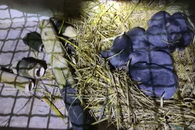 竹鼠养殖去留将迎定论：数十年无检疫标准，养殖户待新政图片