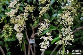 济南路边的小叶女贞开花了，真香啊图片