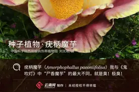 种子植物·疣柄魔芋：我不是“尸香魔芋”，但能臭到你怀疑人生图片