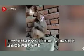 印度理发师没有顾客给猴子理发，猴子非但不怕还十分配合图片
