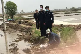 小海豹闯进稻田地，被送走还一步三回头图片
