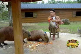 爱运动、有个性！今天18:00档，精致大熊猫“保养秘籍”大公开图片