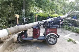 大树被狂风连根拔起，电三轮成了“垫背”图片