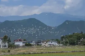 桂林：白鹭起舞 生态美