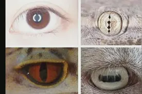 “恶魔之瞳”！睑虎新物种现身沪上博物馆视频封面