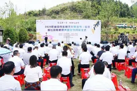 四川阆中飞凤枇杷康养美食节开幕，皮薄如宣纸肉厚如凝汁图片