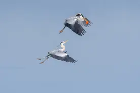沙河水库“水鸟”栖，凌空起舞心神怡图片