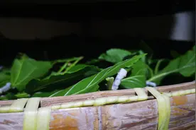 小满节气蚕宝宝“成年”浙江桐乡蚕农“望蚕讯”图片