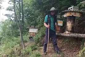 “铁拐蜂农”深山绝壁酿甜蜜，驻村民警巡山护蜂成兄弟图片