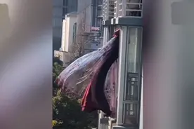 武汉网红窗帘主人领证，连续剧终极彩蛋！网友：婚礼时记得请隔壁小姐姐图片