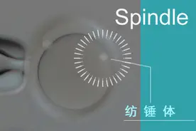 奥林巴斯显微科技，助力试管婴儿技术变革图片