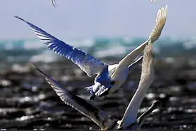 在秋高气爽的季节里，令人陶醉的雁声图片