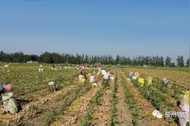 大蒜收获季！邳州强化服务助农解忧图片