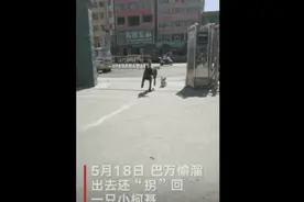 职业病？警犬偷跑出去玩叼回“走失”柯基… 网友：是那只“收编”的流浪犬图片
