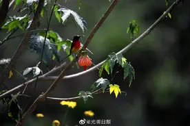 国际生物多样性日 带你欣赏蓝喉太阳鸟图片