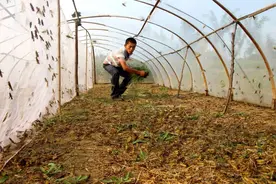 养蚂蚱你见过吗？无棣一小伙靠蚂蚱发财致富图片