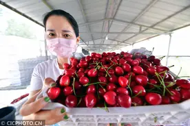 河北邯郸：大樱桃化身致富“黄金果”图片
