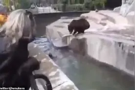 男子酒后闯进动物园与硕大母熊在水里打起来 母熊5年前也被人打过图片